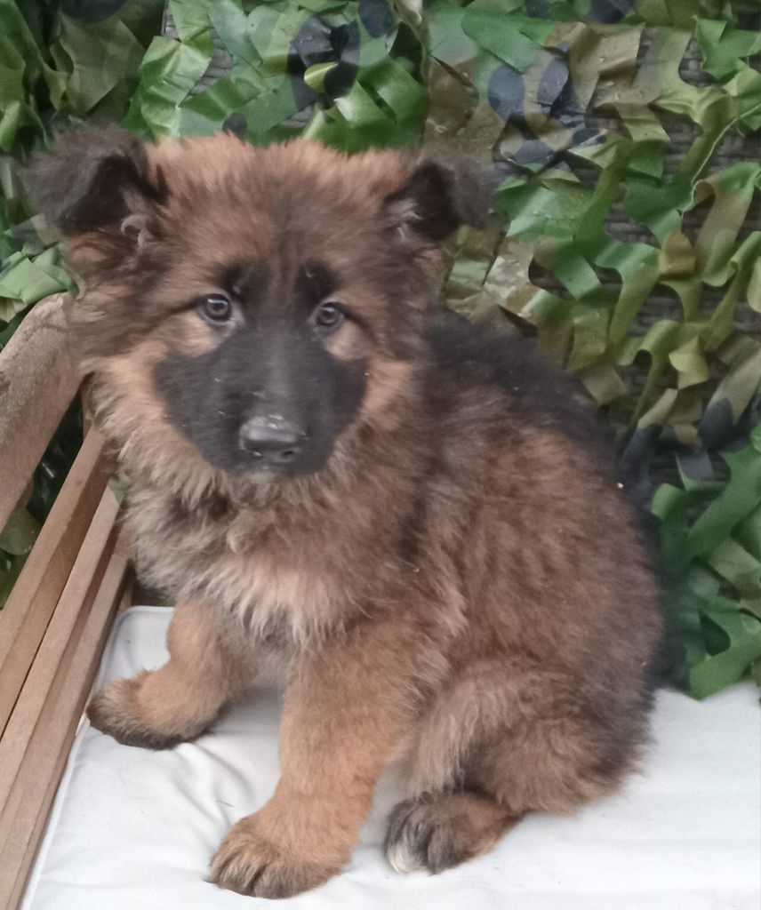 de L'Etang de Freville - Chiot disponible  - Berger Allemand Poil Long