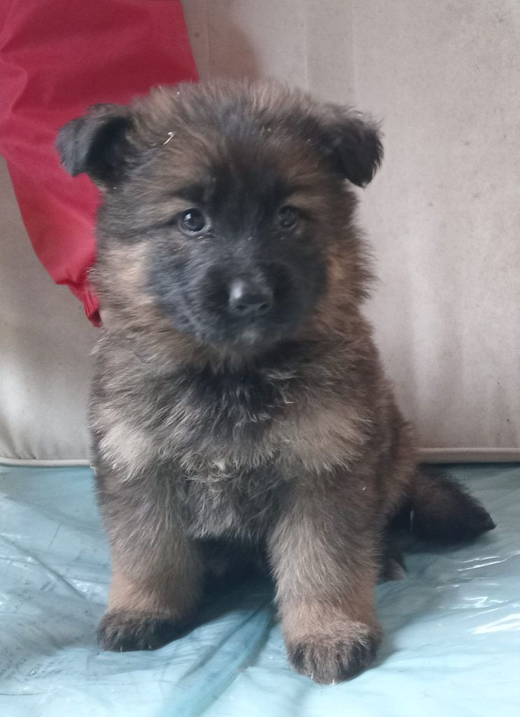 de L'Etang de Freville - Chiot disponible  - Berger Allemand Poil Long