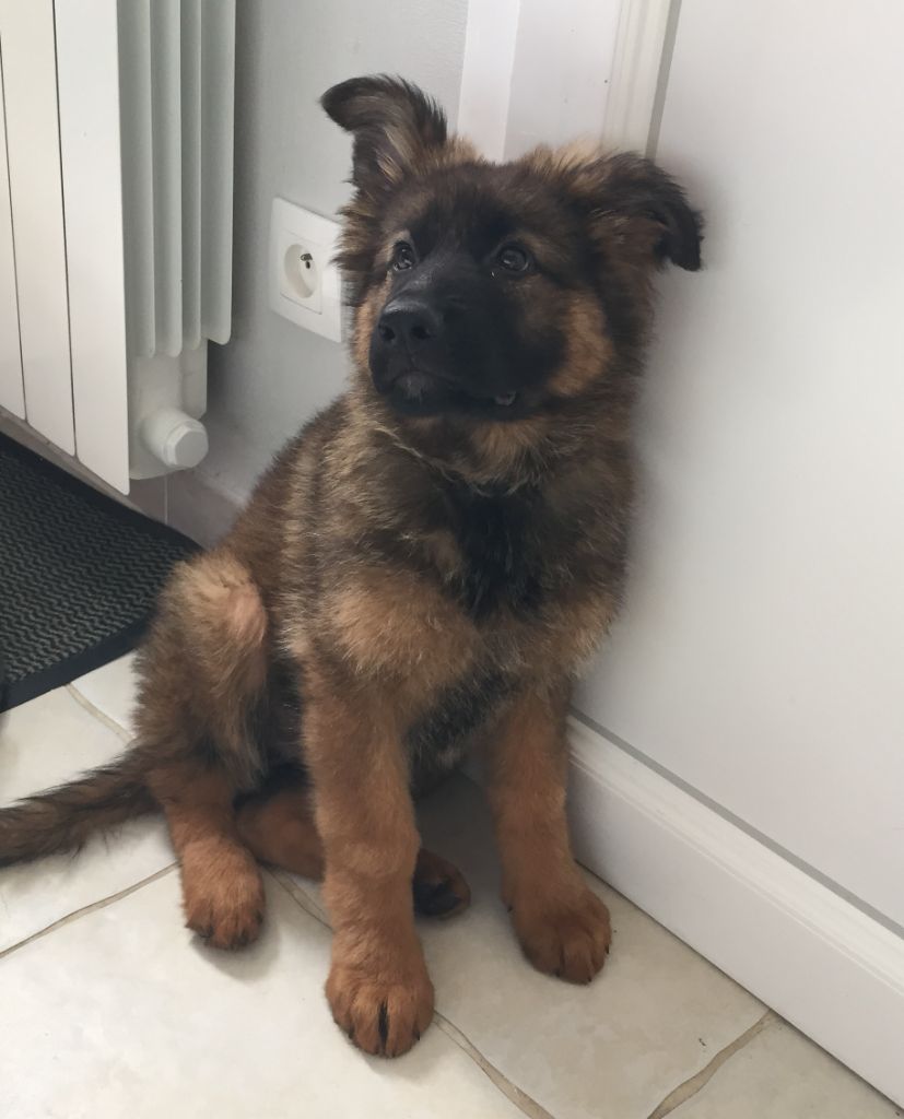 de L'Etang de Freville - Chiot disponible  - Berger Allemand Poil Long