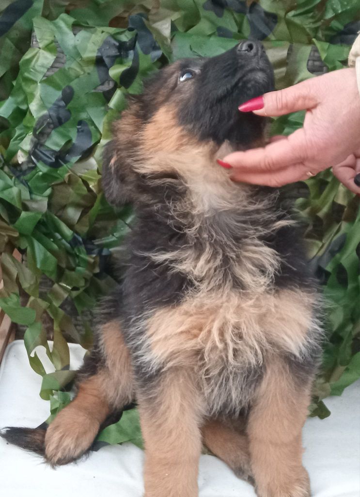 de L'Etang de Freville - Chiot disponible  - Berger Allemand Poil Long