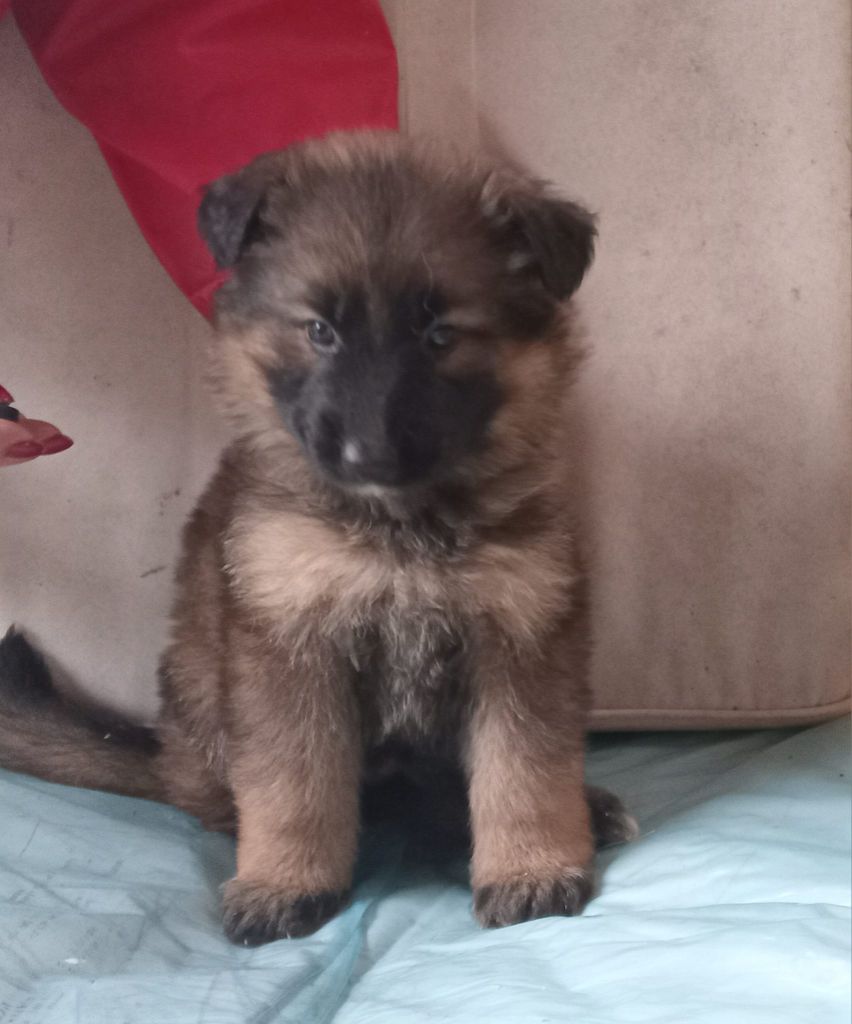 de L'Etang de Freville - Chiot disponible  - Berger Allemand Poil Long