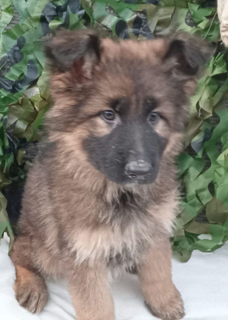 de L'Etang de Freville - Chiot disponible  - Berger Allemand Poil Long