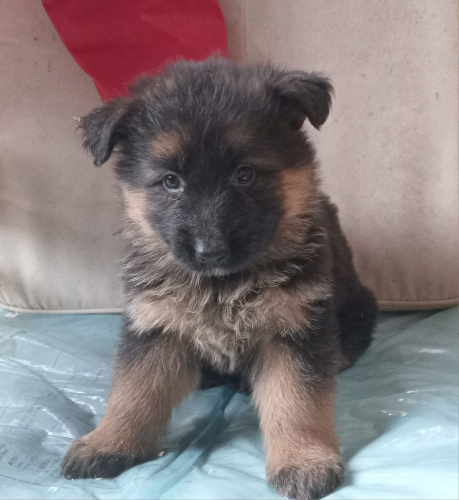 de L'Etang de Freville - Chiot disponible  - Berger Allemand Poil Long