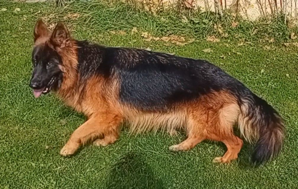 Talya De La Seigneuriale