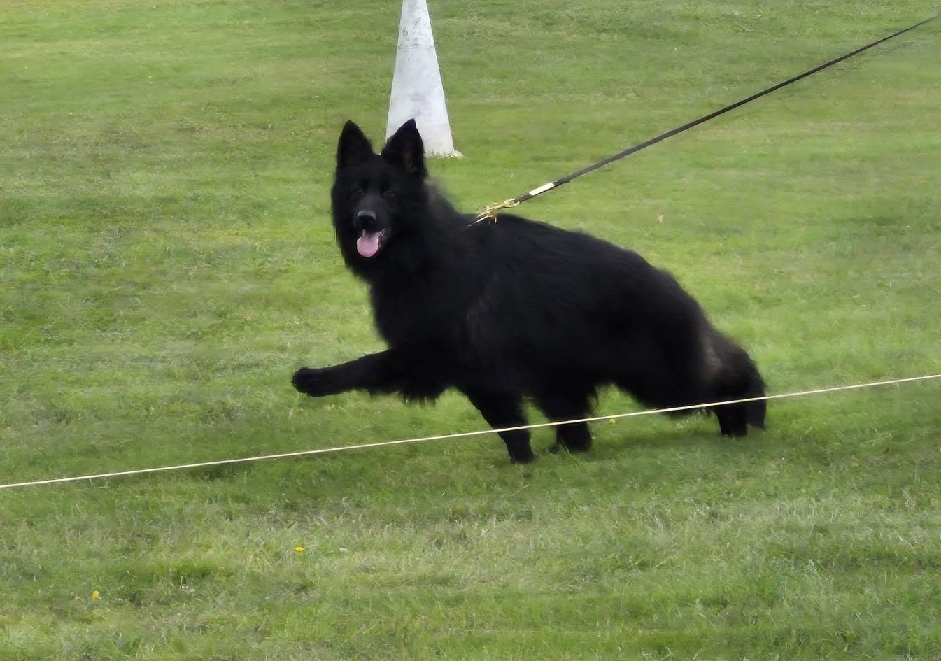 VIXEN  de L'Etang de Freville