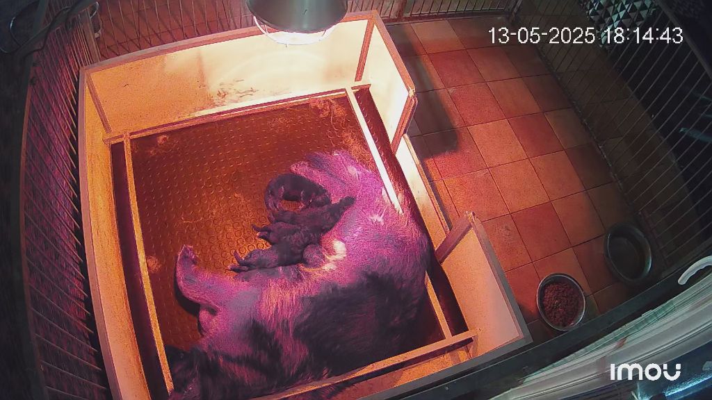 Chiot Berger Allemand Poil Long de L'Etang de Freville