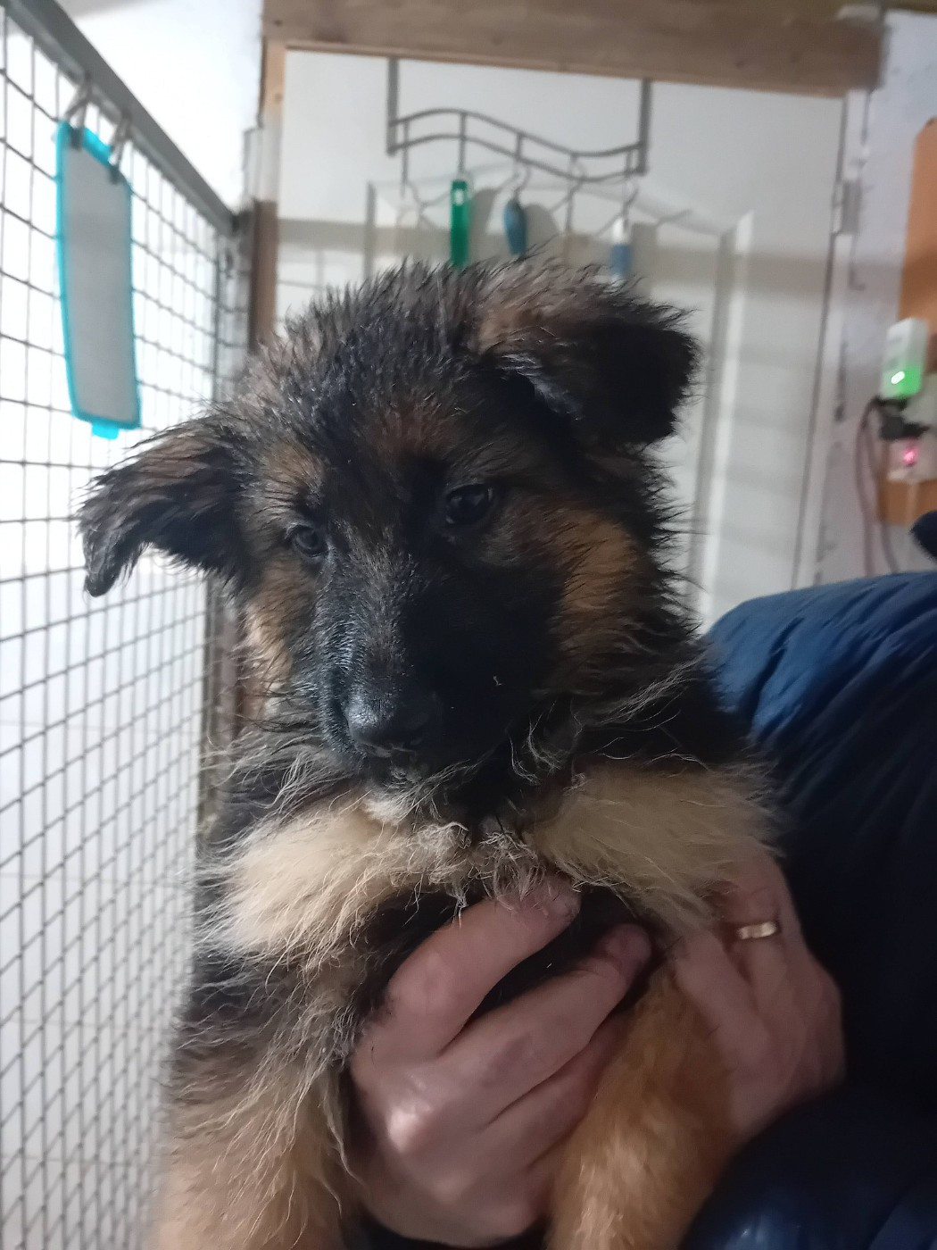 de L'Etang de Freville - Chiots disponibles - Berger Allemand Poil Long