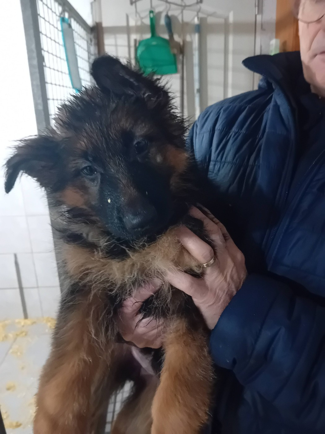 de L'Etang de Freville - Chiots disponibles - Berger Allemand Poil Long