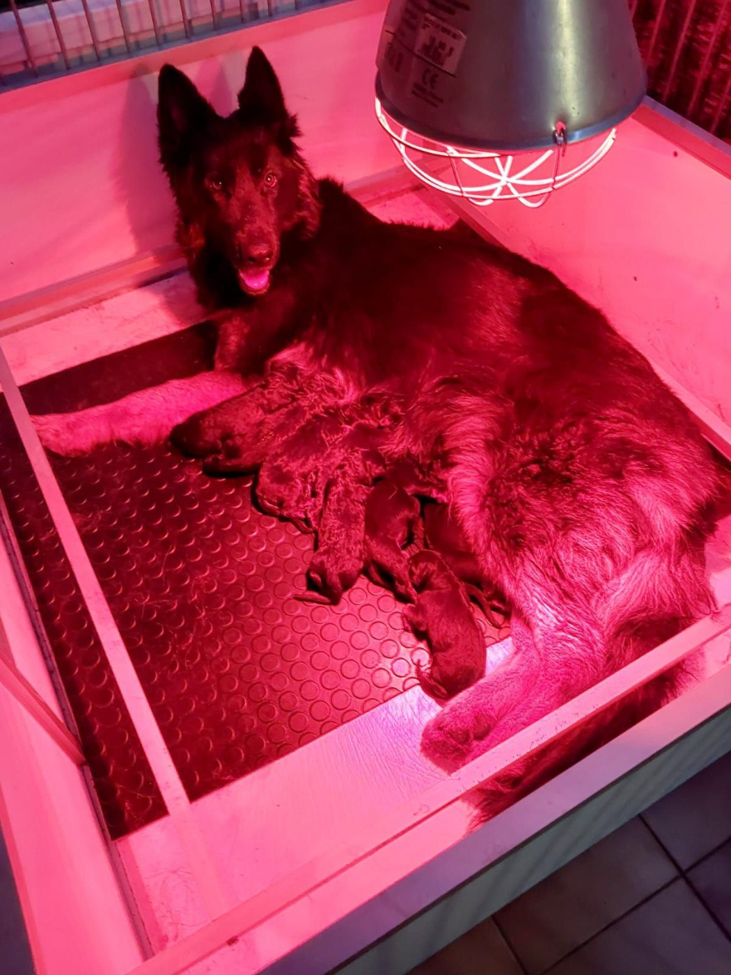 de L'Etang de Freville - Berger Allemand Poil Long - Portée née le 08/01/2026