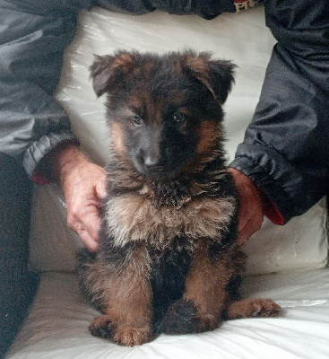 CHIOT