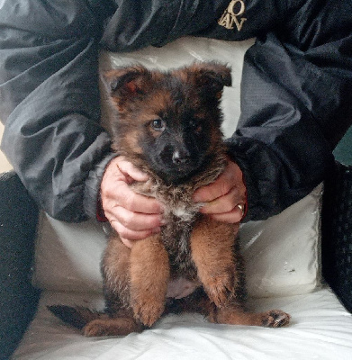 CHIOT