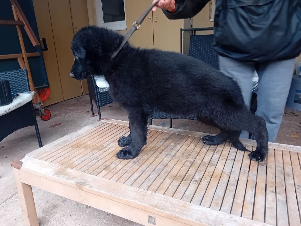 de L'Etang de Freville - Chiots disponibles - Berger Allemand