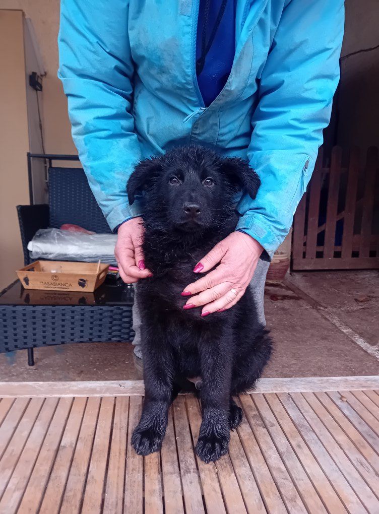 de L'Etang de Freville - Chiots disponibles - Berger Allemand